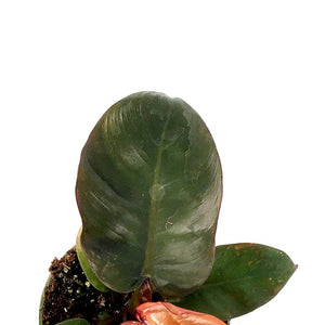 Philodendron, 4in, Black Cardinal