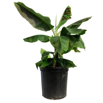 Banana, 10in, Dwarf Cavendish