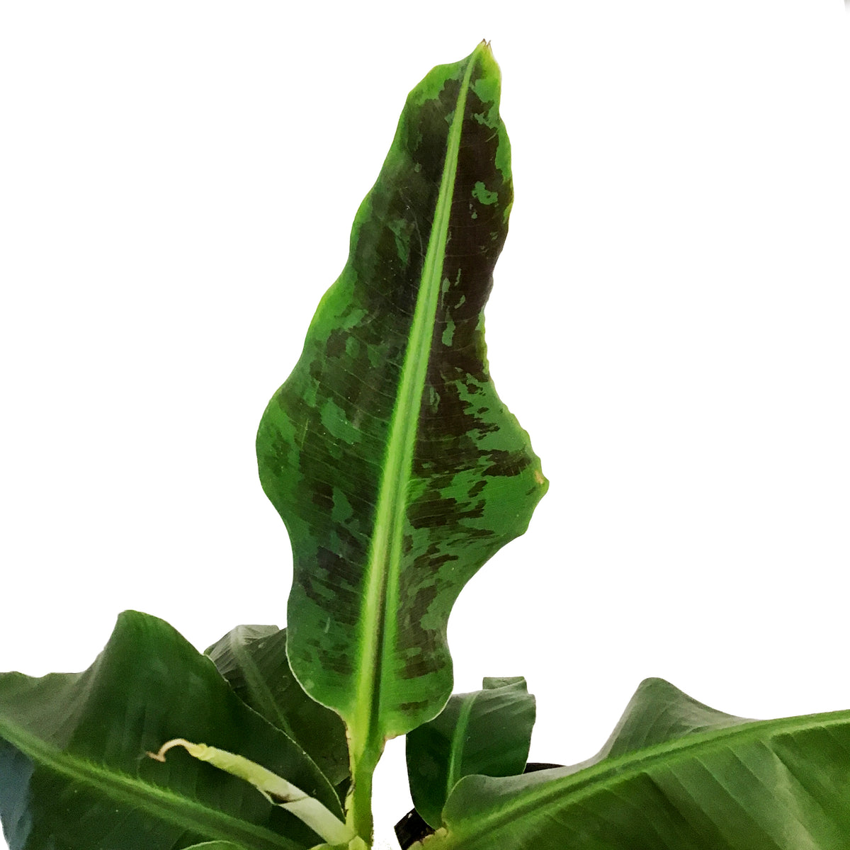 Banana, 10in, Dwarf Cavendish
