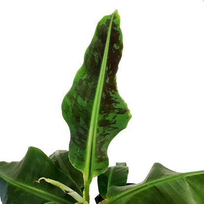 Banana, 10in, Dwarf Cavendish