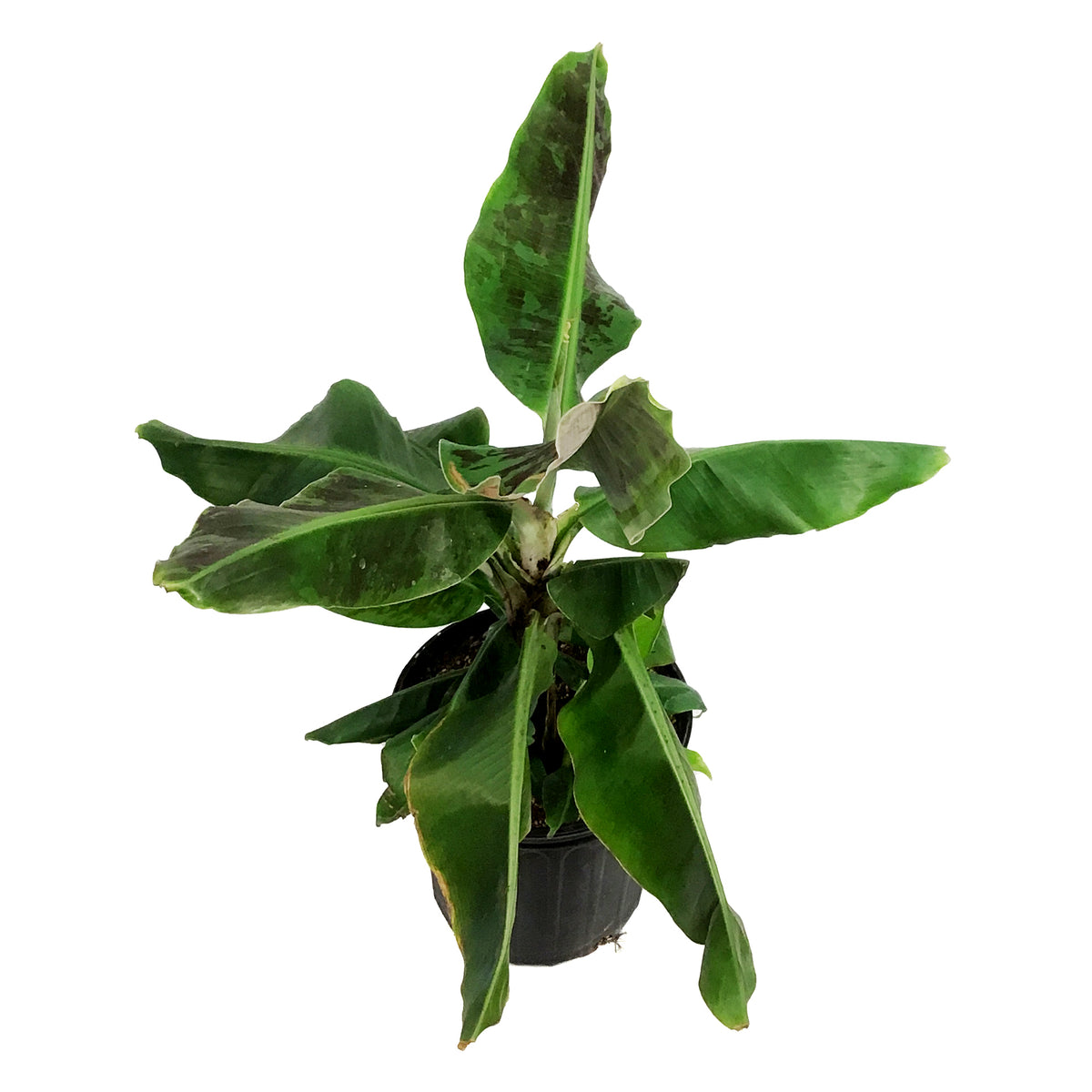 Banana, 10in, Dwarf Cavendish