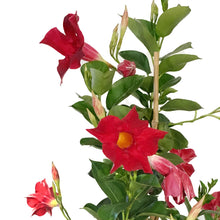 Load image into Gallery viewer, Dipladenia, 10in, Red Bush
