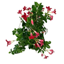 Load image into Gallery viewer, Dipladenia, 10in, Red Bush
