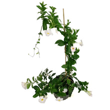 Load image into Gallery viewer, Dipladenia, 10in, White Bush
