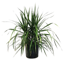 Load image into Gallery viewer, Dracaena, 10in, Magenta Tips
