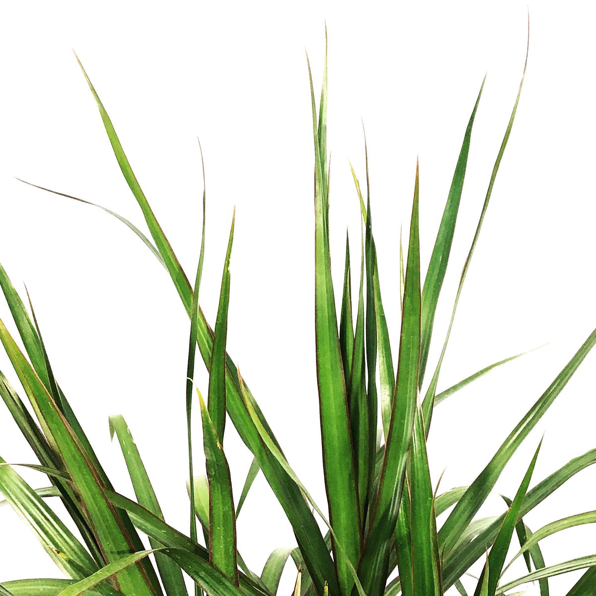 Dracaena, 10in, Magenta Tips