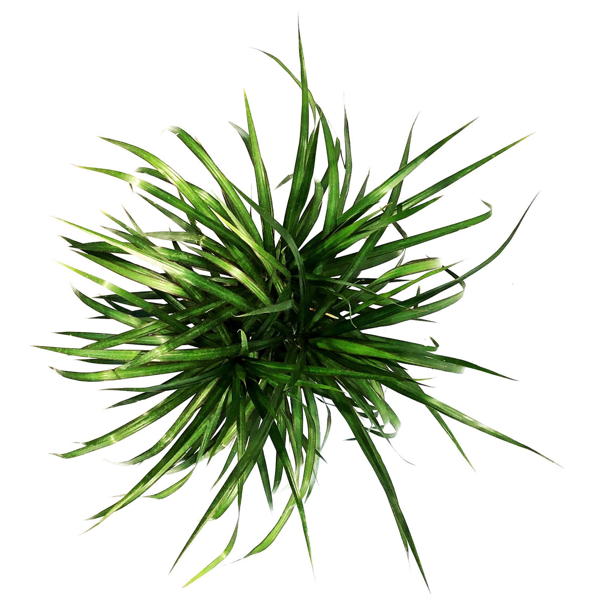 Dracaena, 10in, Magenta Tips