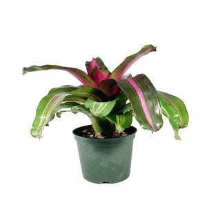 Bromeliad, 6in, Wolfgang