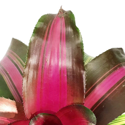 Bromeliad, 6in, Wolfgang