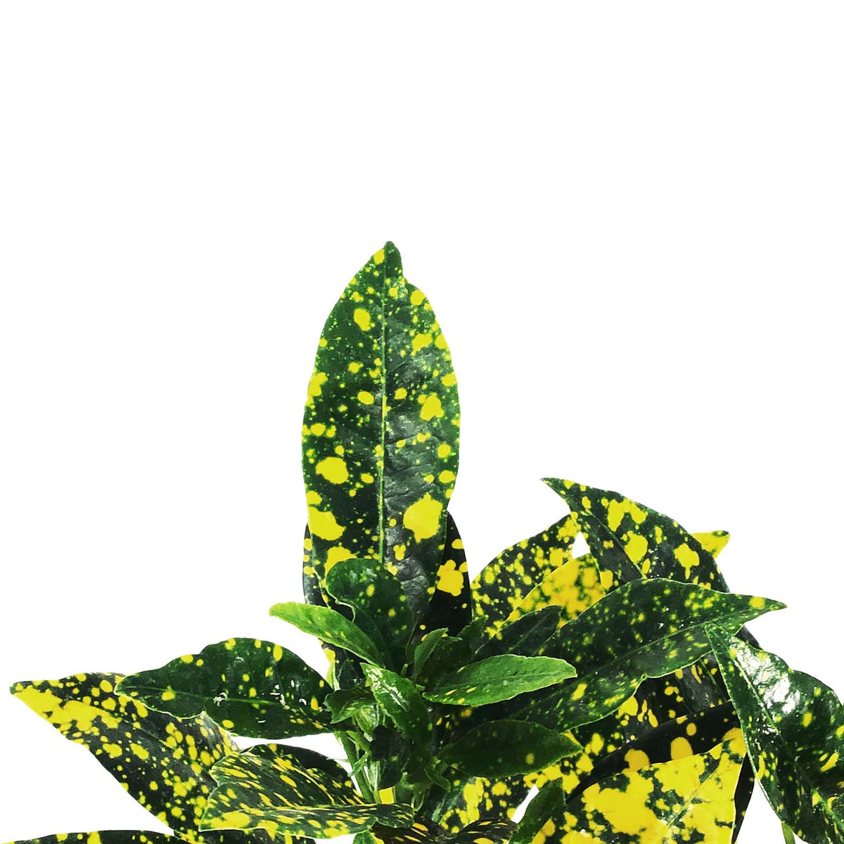 Croton, 6in, Gold Dust