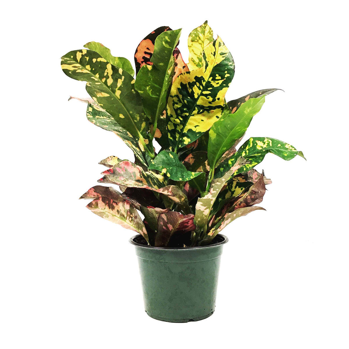 Croton, 6in, Magnificent