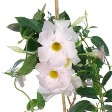 Load image into Gallery viewer, Dipladenia, 6in, White Bush
