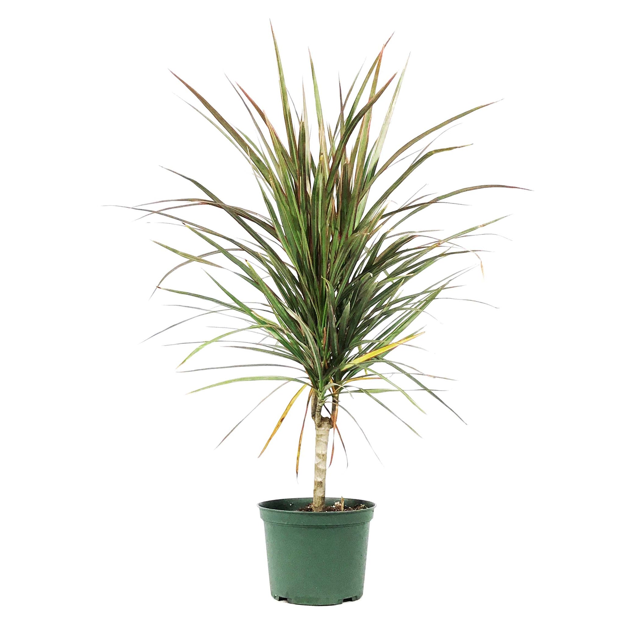 dracaena bicolor cane Dracaena, 6in, Marginata Bicolor Cane – Floral Acres Greenhouse & Garden Centre