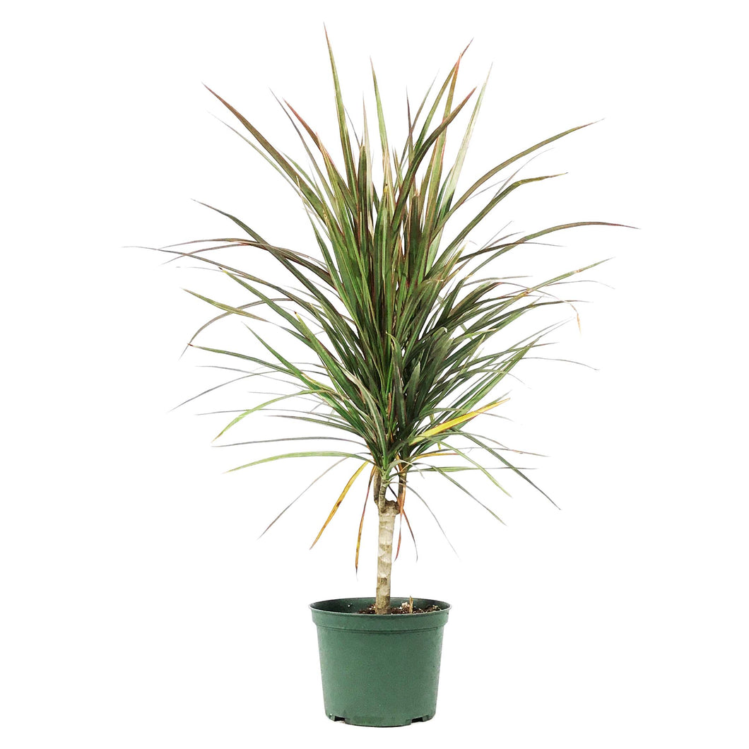 Dracaena, 6in, Marginata Bicolor Cane