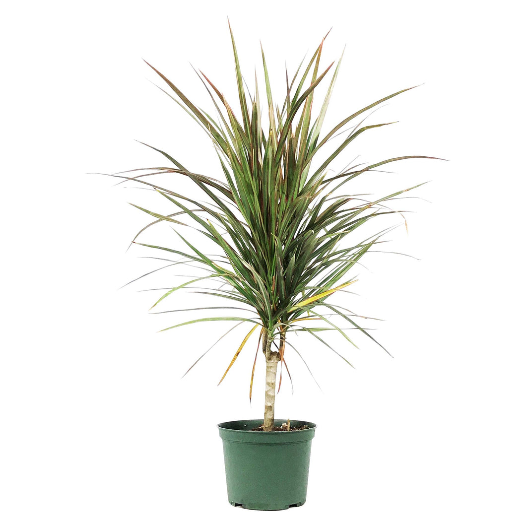 dracaena bicolor cane plant Dracaena, 6in, Marginata Bicolor Cane – Floral Acres Greenhouse & Garden Centre