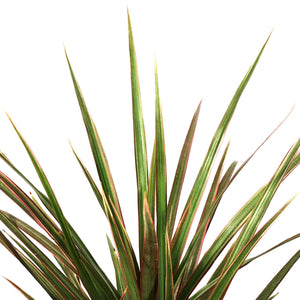 Dracaena, 6in, Marginata Bicolor Cane