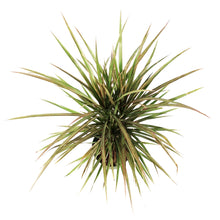 Load image into Gallery viewer, Dracaena, 6in, Marginata Bicolor Cane
