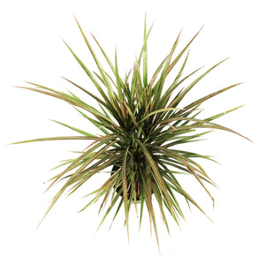 Dracaena, 6in, Marginata Bicolor Cane