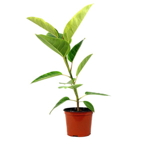 Ficus, 6in, Altissima Yellow Gem