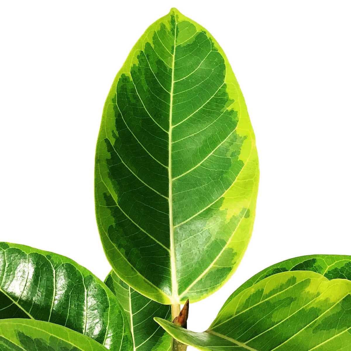 Ficus, 6in, Altissima Yellow Gem