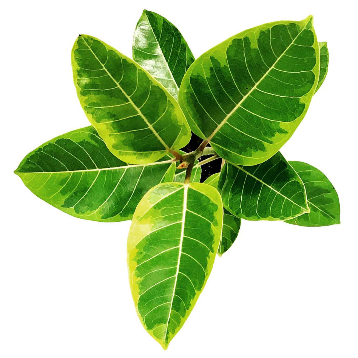 Ficus, 6in, Altissima Yellow Gem