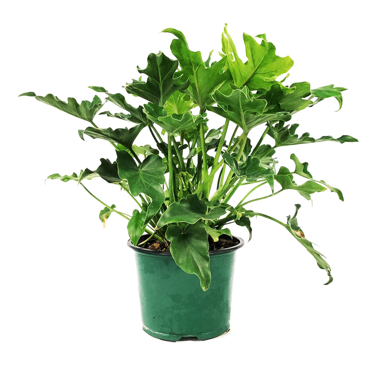 Philodendron, 6in, Little Hope