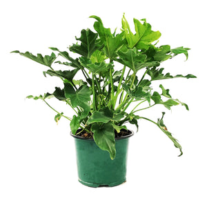 Philodendron, 6in, Little Hope