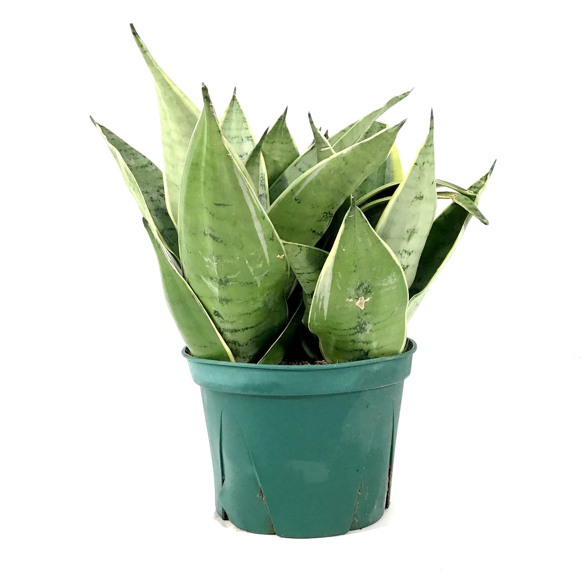 Sansevieria, 6in, Night Owl