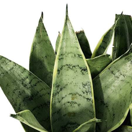 Sansevieria, 6in, Night Owl