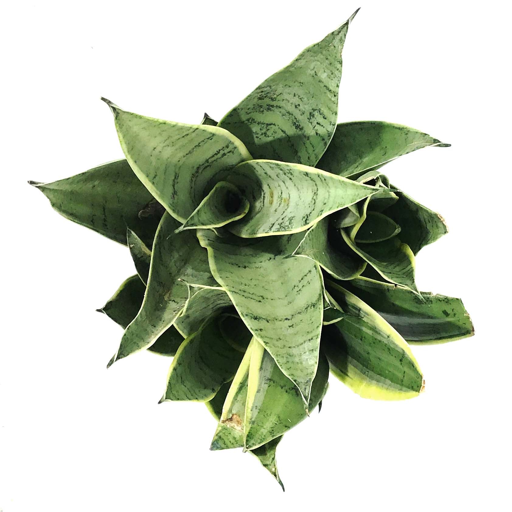 night owl snake plant Sansevieria, 6in, Night Owl – Floral Acres Greenhouse & Garden Centre