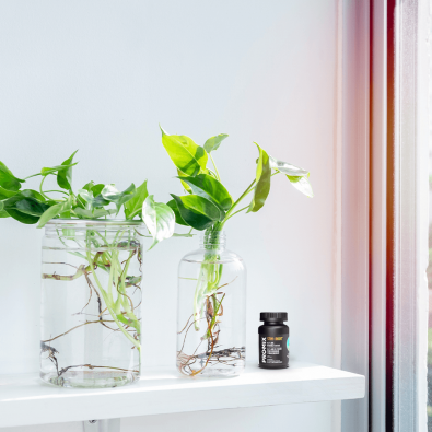 PRO-MIX Stim-Root Rooting Powder