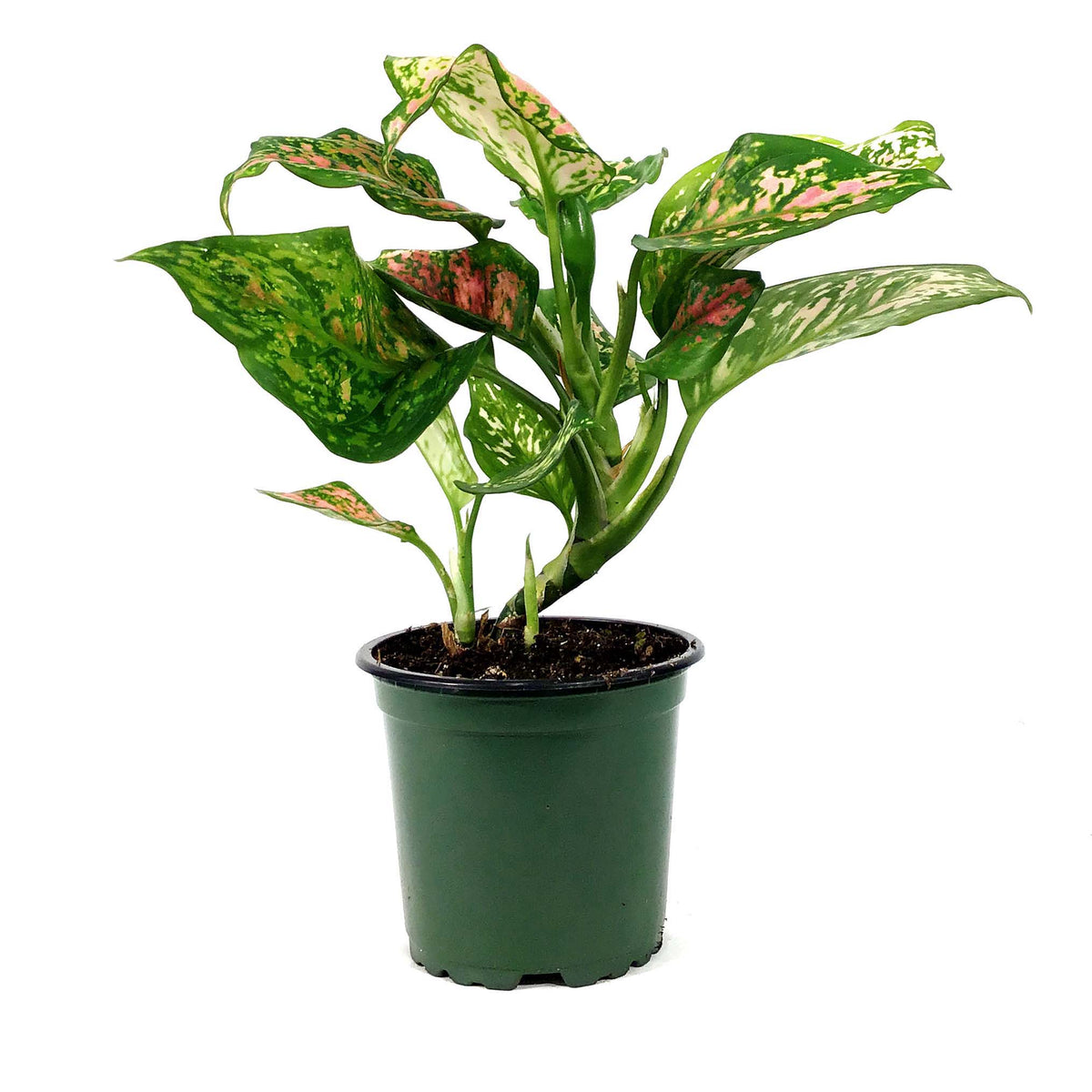 Aglaonema, 4in, Wishes
