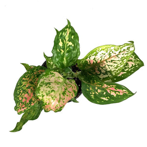 Aglaonema, 4in, Wishes