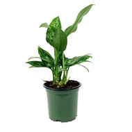 Aglaonema, 4in, Maria