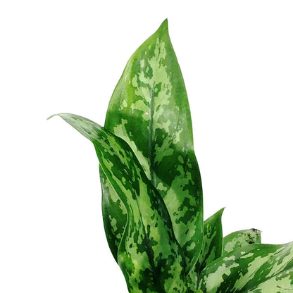 Aglaonema, 4in, Maria