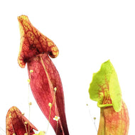 Sarracenia, 3.5in, Yellow Jacket