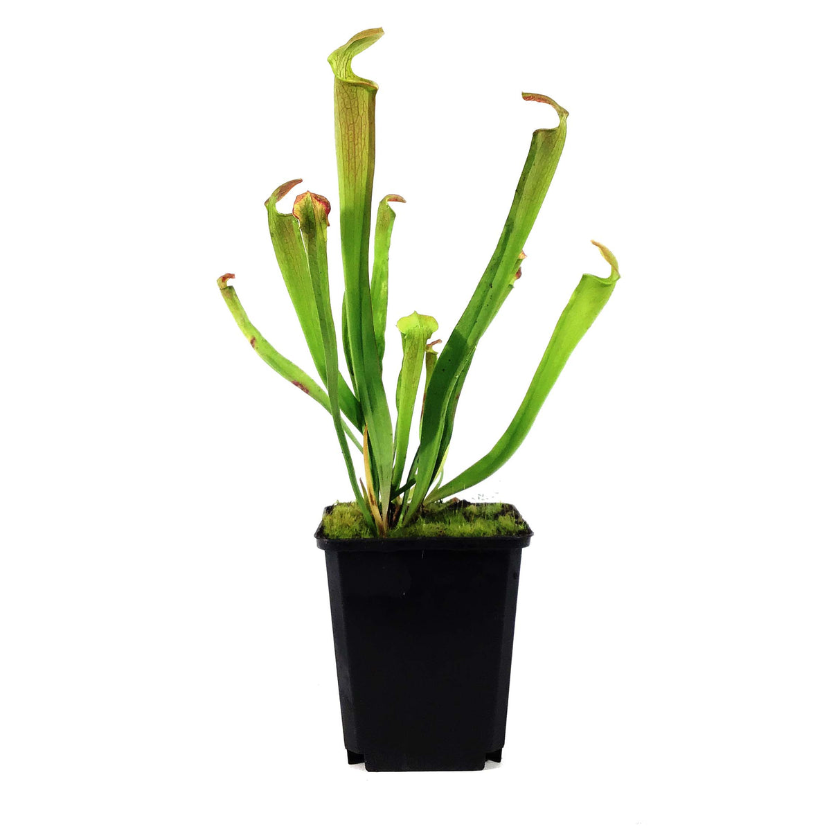 Sarracenia, 3.5in, Rubra ssp. Rubra