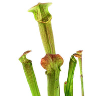 Sarracenia, 3.5in, Rubra ssp. Rubra