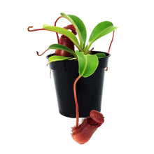 Load image into Gallery viewer, Nepenthes, 3.5in, Lowii x Ventricosa Pitcher Plant
