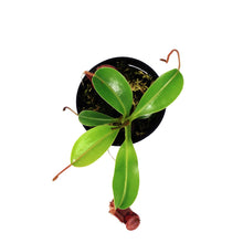 Load image into Gallery viewer, Nepenthes, 3.5in, Lowii x Ventricosa Pitcher Plant
