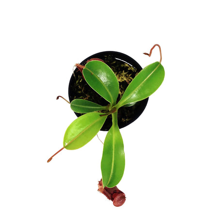 Nepenthes, 3.5in, Lowii x Ventricosa Pitcher Plant