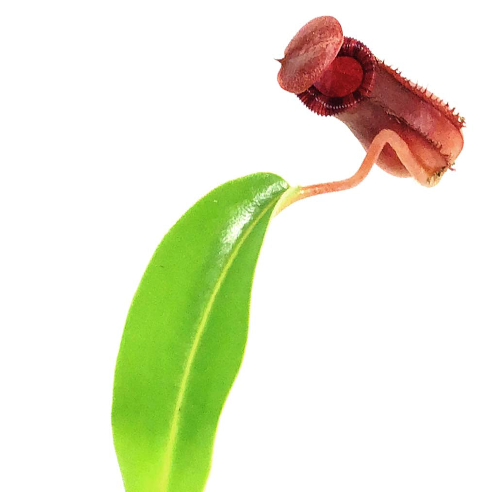 Nepenthes, 3.5in, Lowii x Ventricosa Pitcher Plant