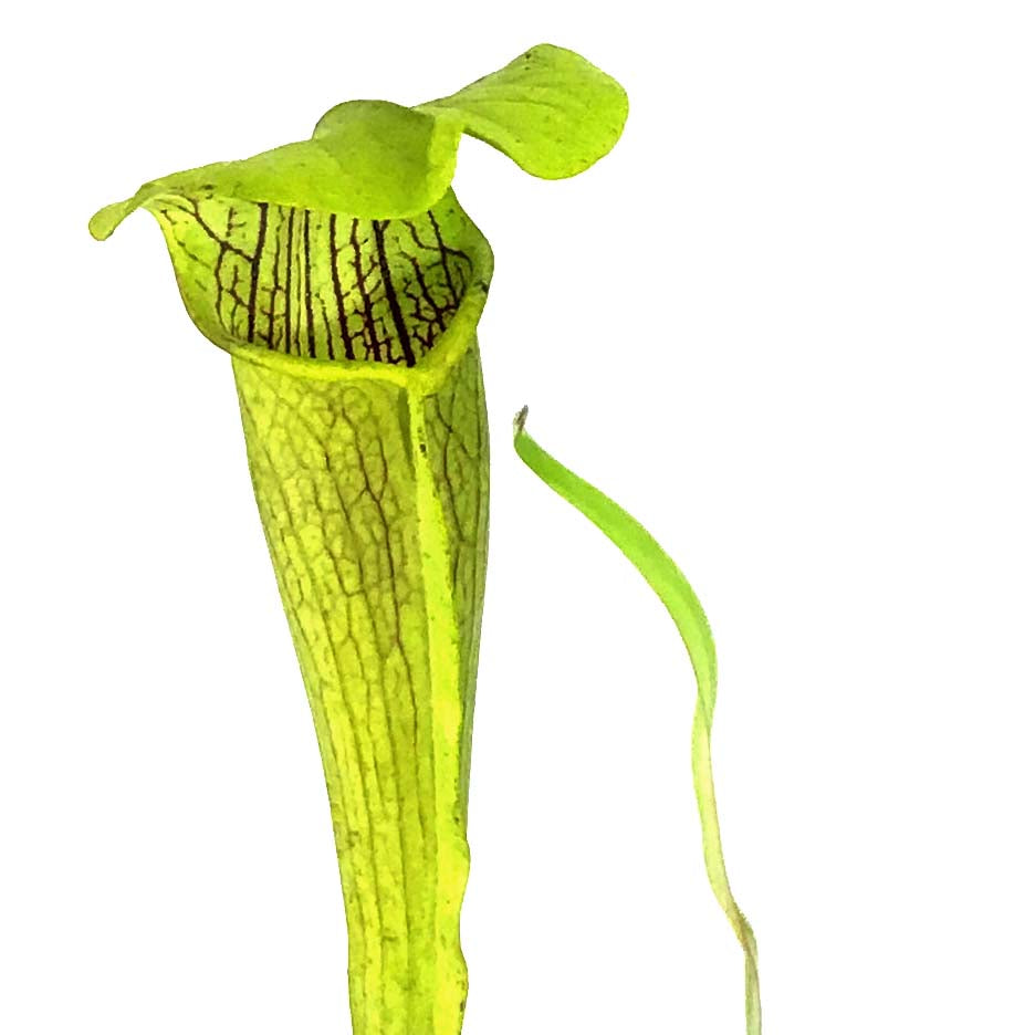 Sarracenia, 3.5in, Alata