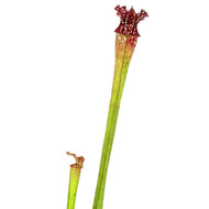 Sarracenia, 3.5in, Leucophylla var. Tarnok