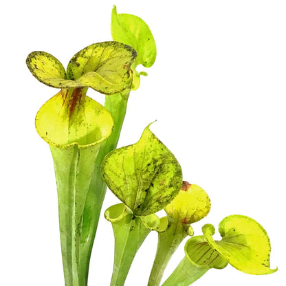 Sarracenia, 3.5in, Flava var. Maxima