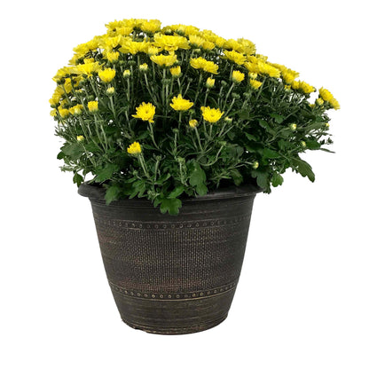 Fall Mum, 10in, Assorted Colours