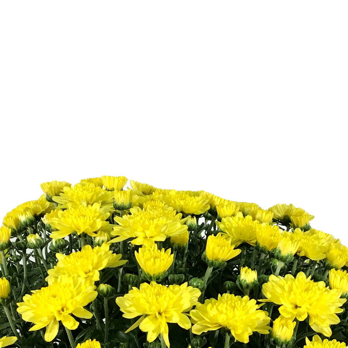 Fall Mum, 10in, Assorted Colours