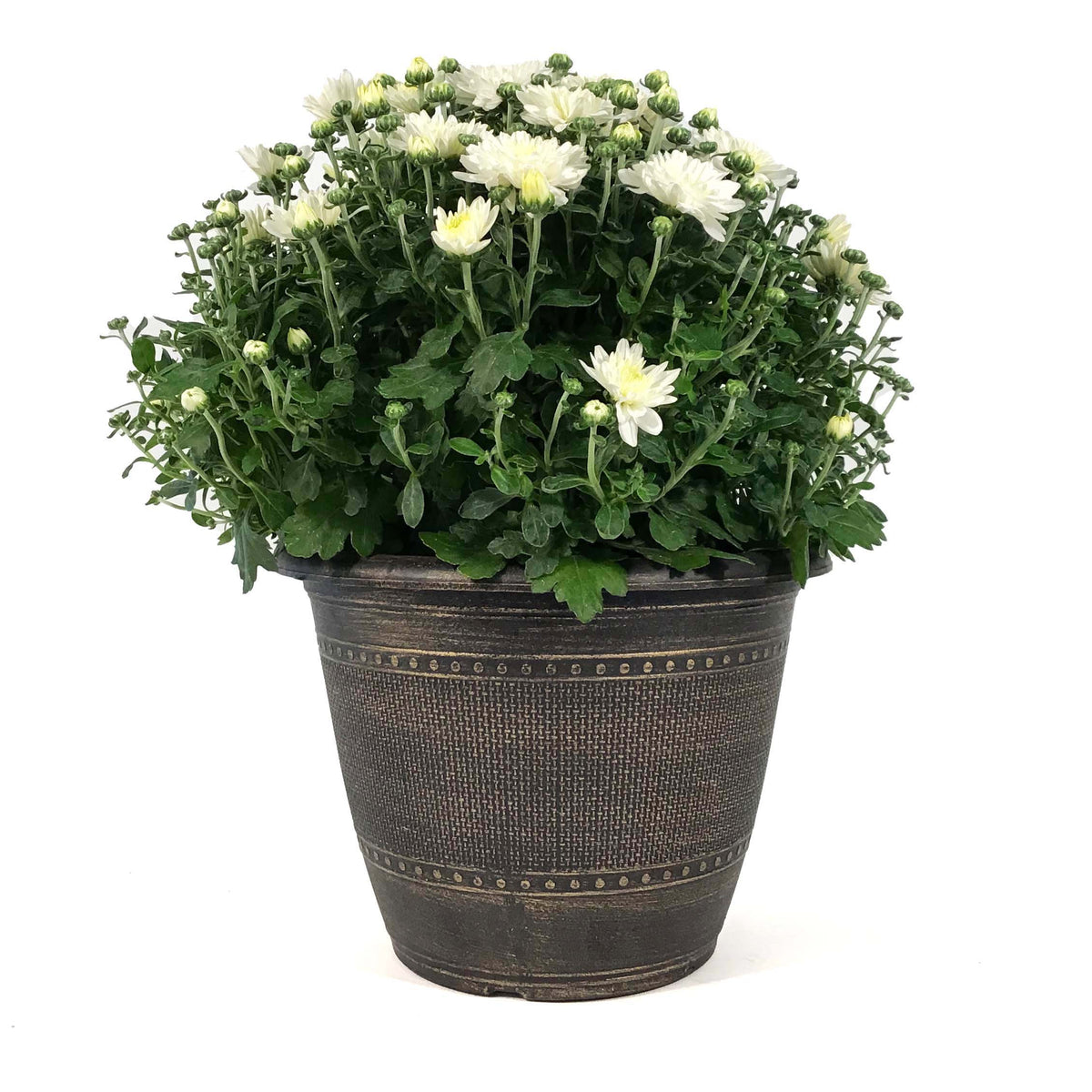 Fall Mum, 10in, Assorted Colours