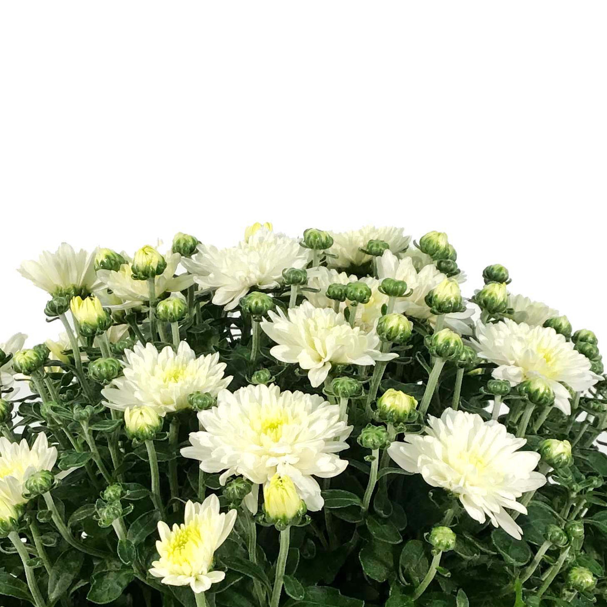 Fall Mum, 10in, Assorted Colours