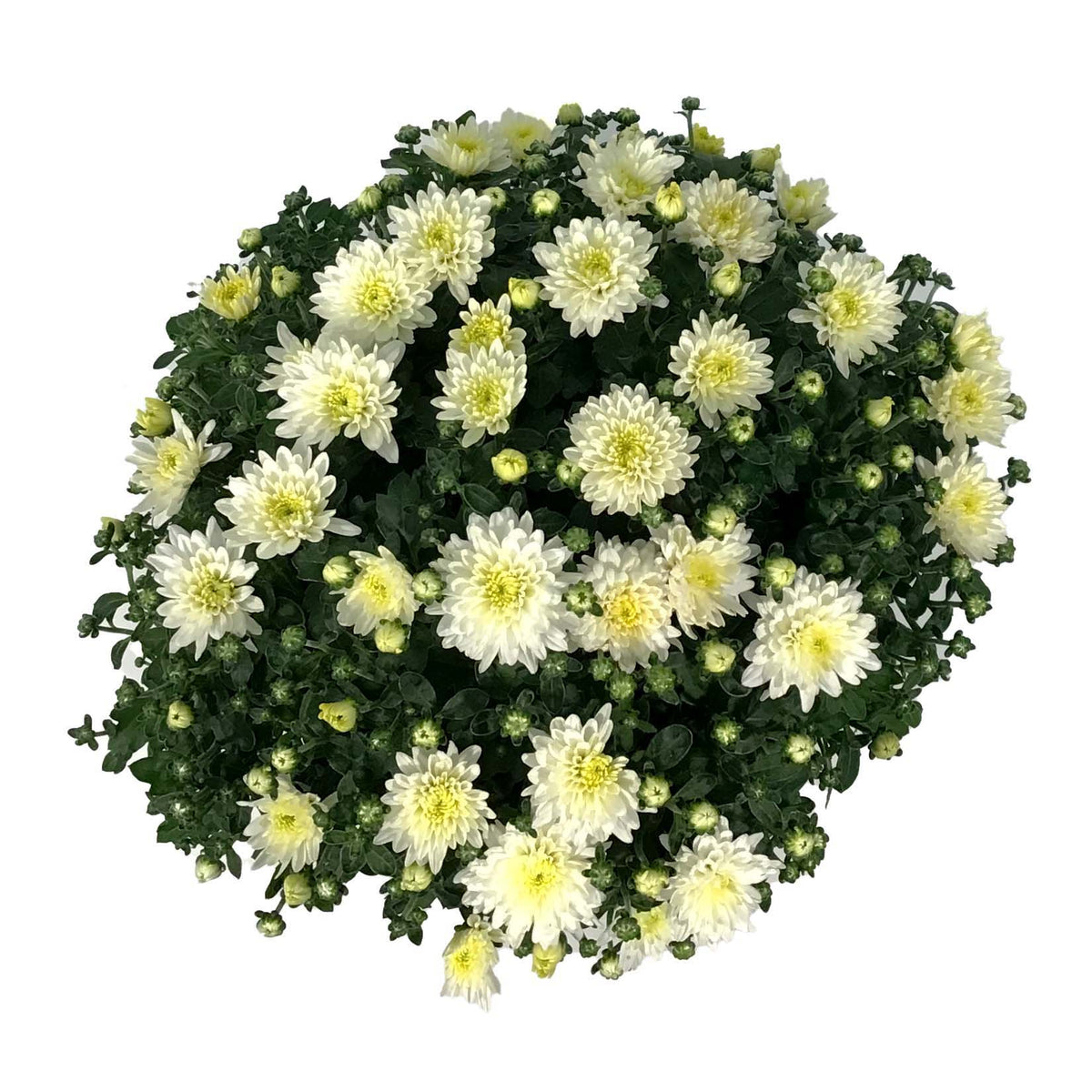 Fall Mum, 10in, Assorted Colours
